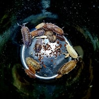 Image 4 of Speckled Porcellio Scaber 