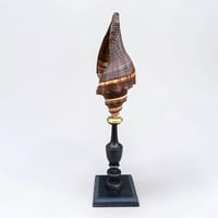 Image 6 of Ancien coquillage sur socle en bois tourné fin XIXe Pugilina morio -  Cabinet de curiosités