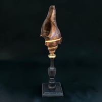 Image 2 of Ancien coquillage sur socle en bois tourné fin XIXe Pugilina morio -  Cabinet de curiosités