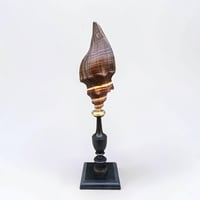 Image 7 of Ancien coquillage sur socle en bois tourné fin XIXe Pugilina morio -  Cabinet de curiosités
