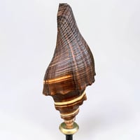 Image 5 of Ancien coquillage sur socle en bois tourné fin XIXe Pugilina morio -  Cabinet de curiosités
