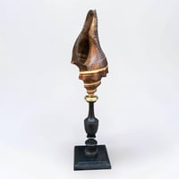 Image 1 of Ancien coquillage sur socle en bois tourné fin XIXe Pugilina morio -  Cabinet de curiosités