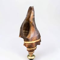Image 4 of Ancien coquillage sur socle en bois tourné fin XIXe Pugilina morio -  Cabinet de curiosités