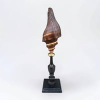 Image 8 of Ancien coquillage sur socle en bois tourné fin XIXe Pugilina morio -  Cabinet de curiosités