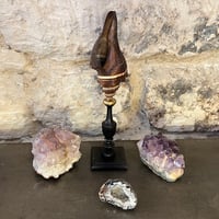 Image 3 of Ancien coquillage sur socle en bois tourné fin XIXe Pugilina morio -  Cabinet de curiosités