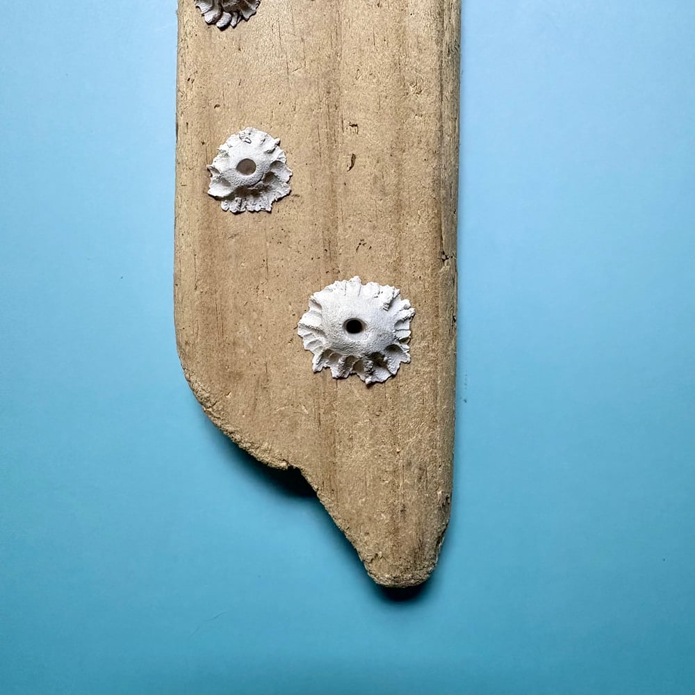 Image of Ocean barnacle wall piece 