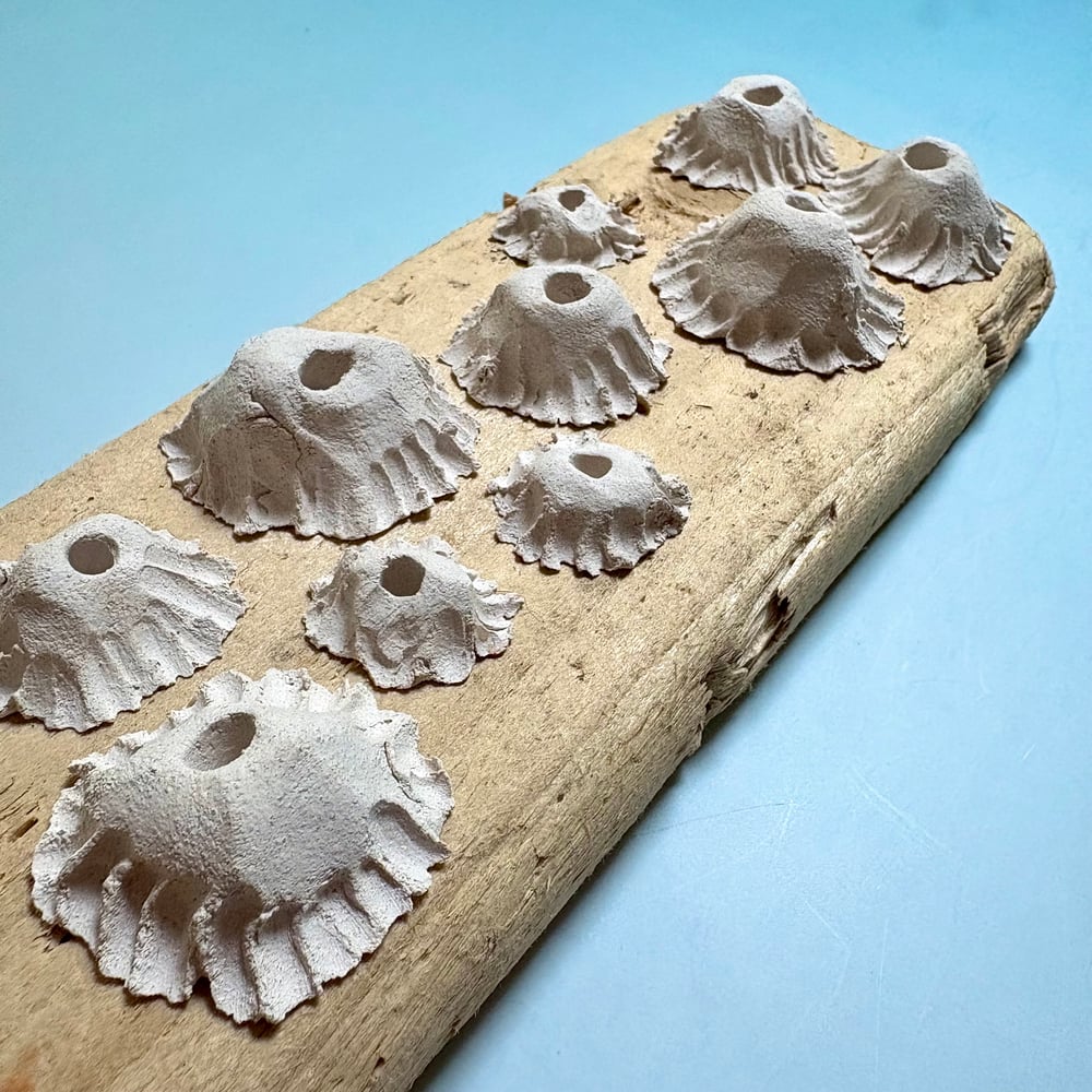 Image of Ocean barnacle wall piece 