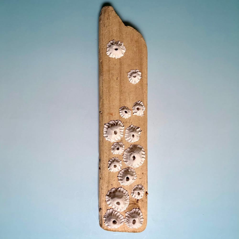 Image of Ocean barnacle wall piece 