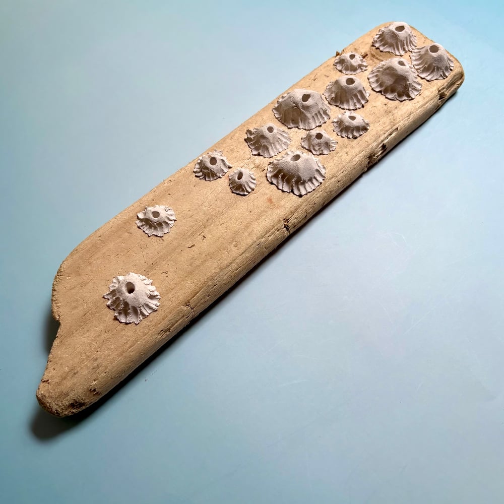 Image of Ocean barnacle wall piece 