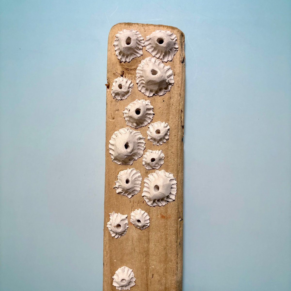 Ocean barnacle wall piece | Adam Ceramic
