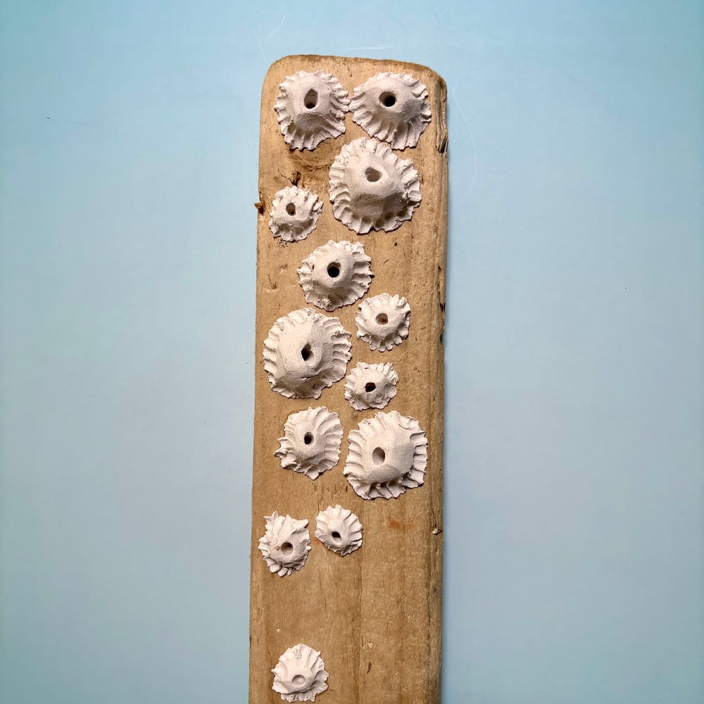 Image of Ocean barnacle wall piece 
