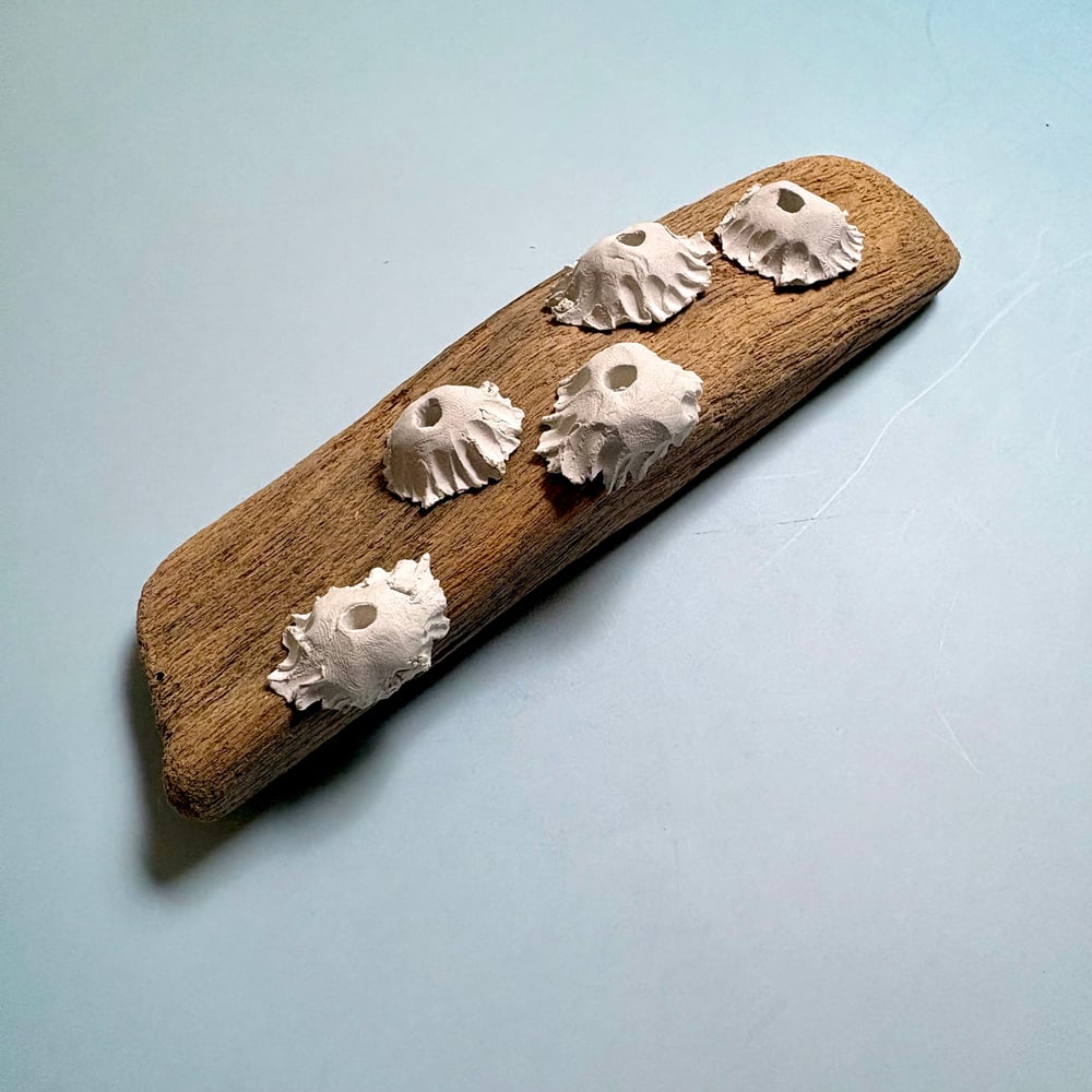 Image of Barnacle beach wall piece 