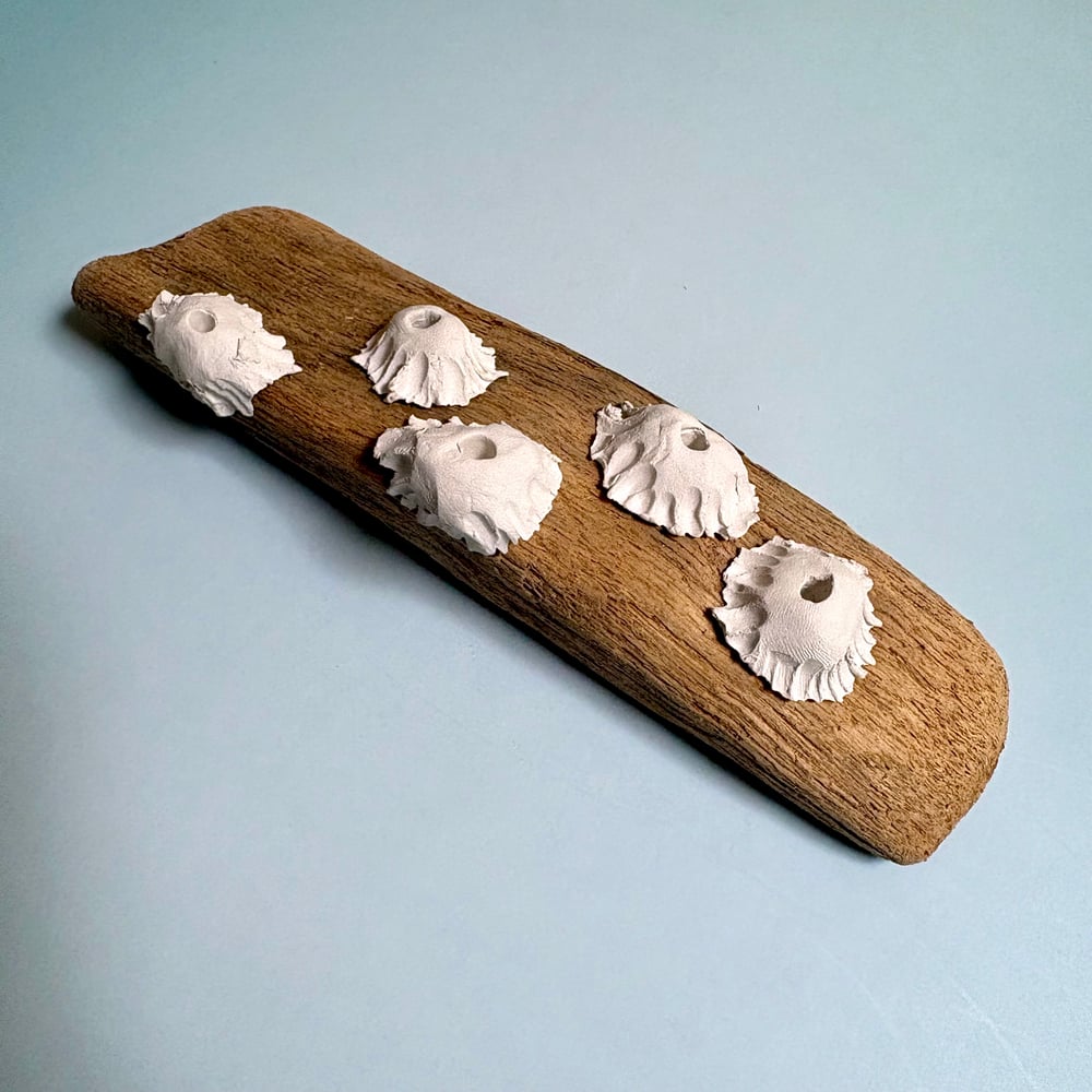 Image of Barnacle beach wall piece 