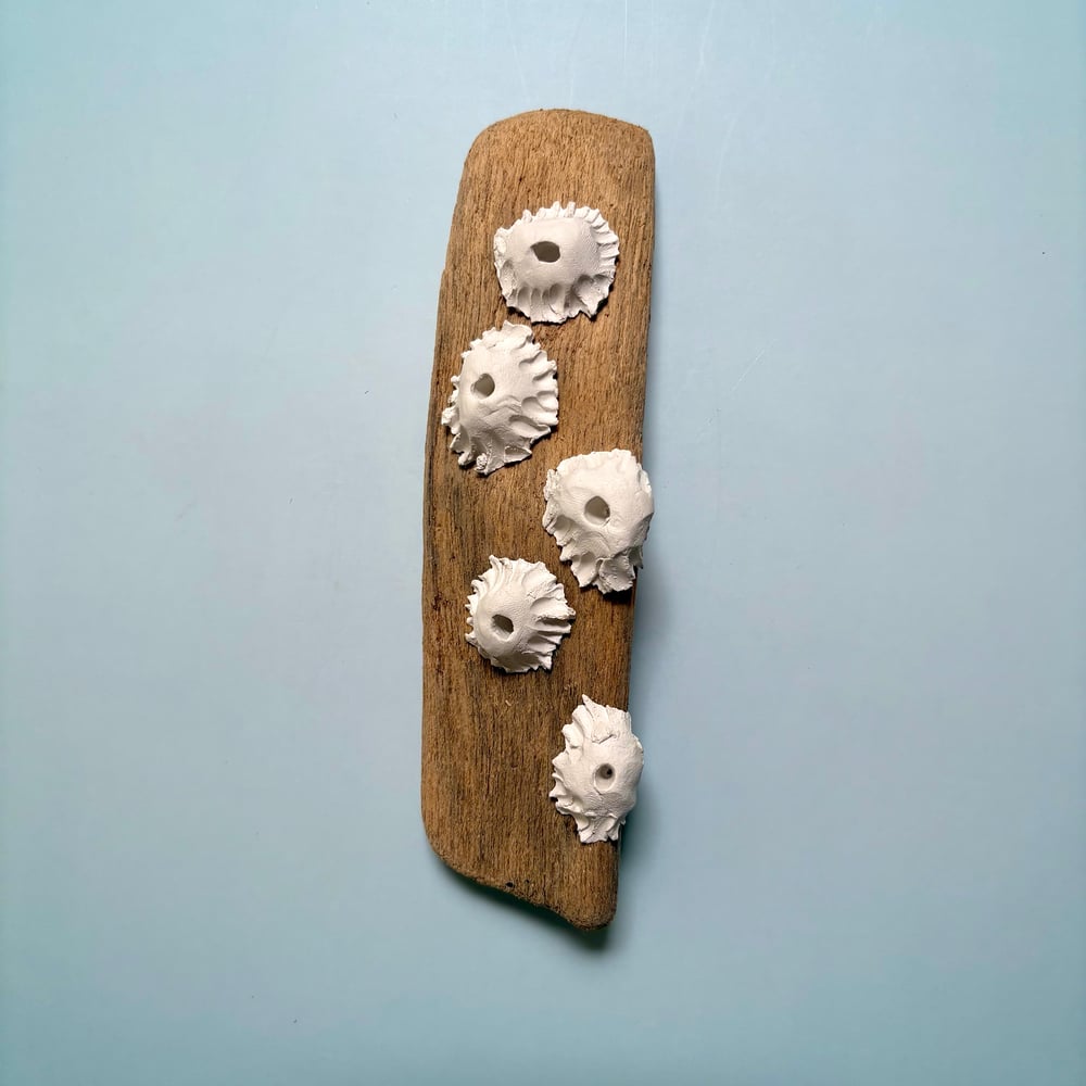 Image of Barnacle beach wall piece 