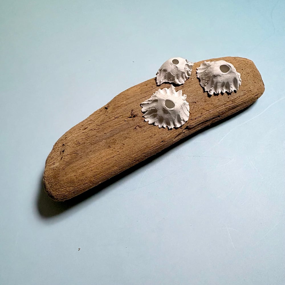 Image of Trio of barnacles wall piece