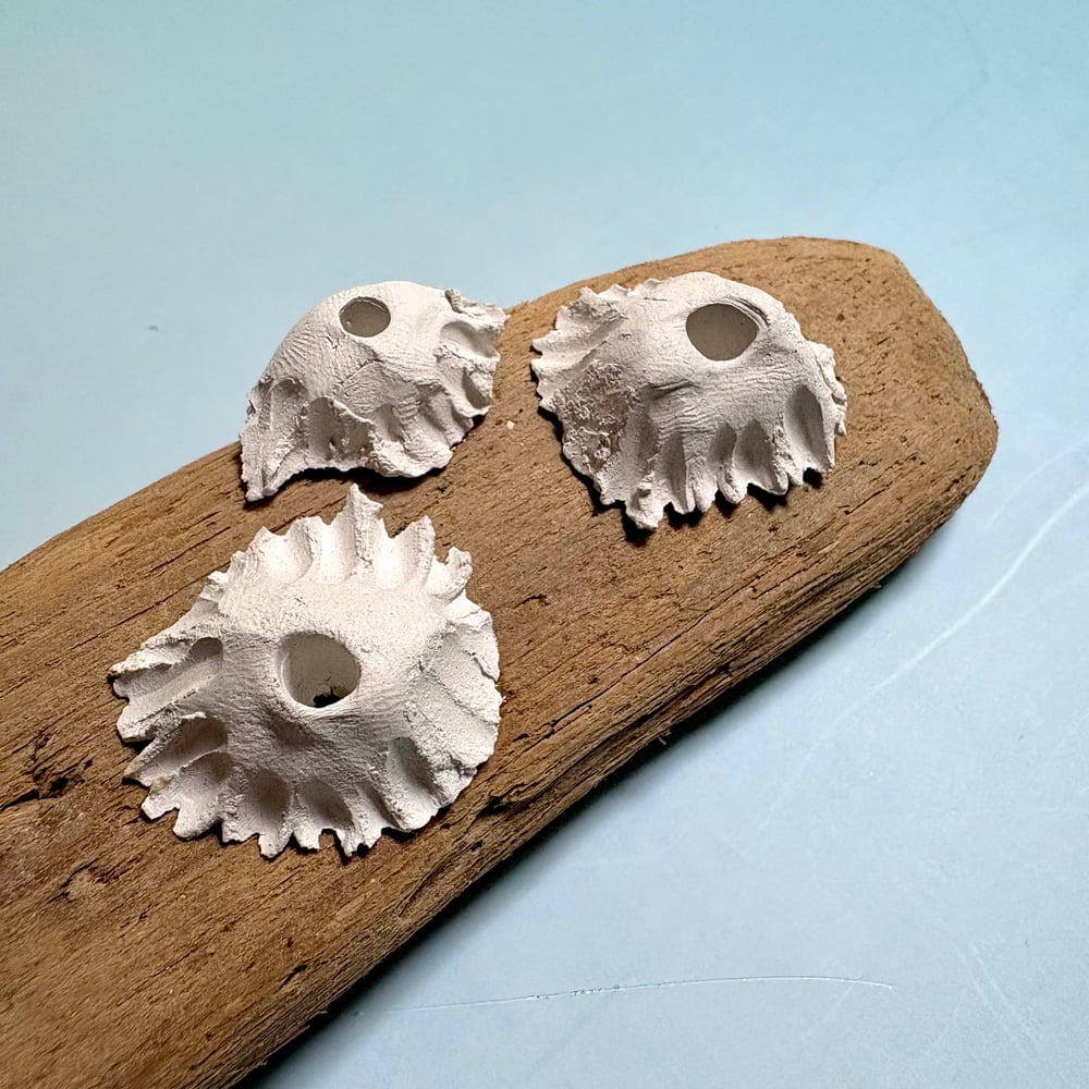 Image of Trio of barnacles wall piece