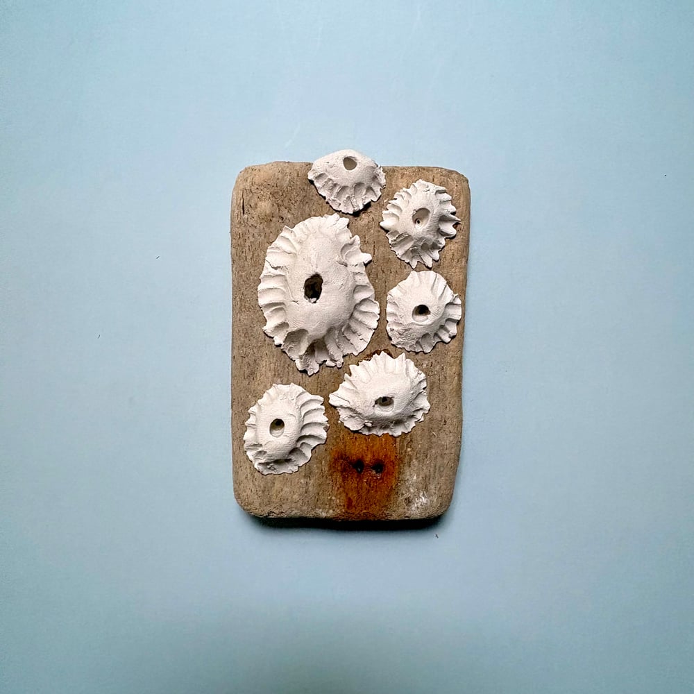 Image of Memento barnacle wall art