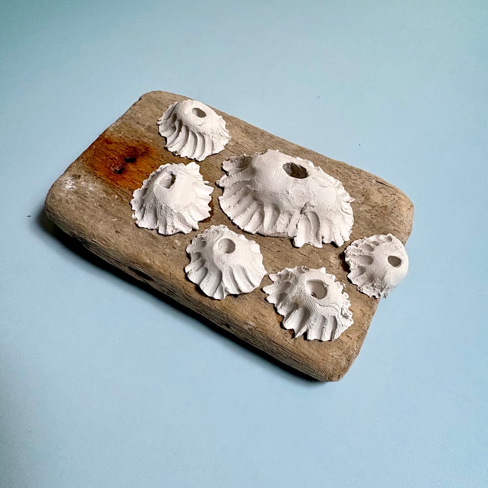 Image of Memento barnacle wall art