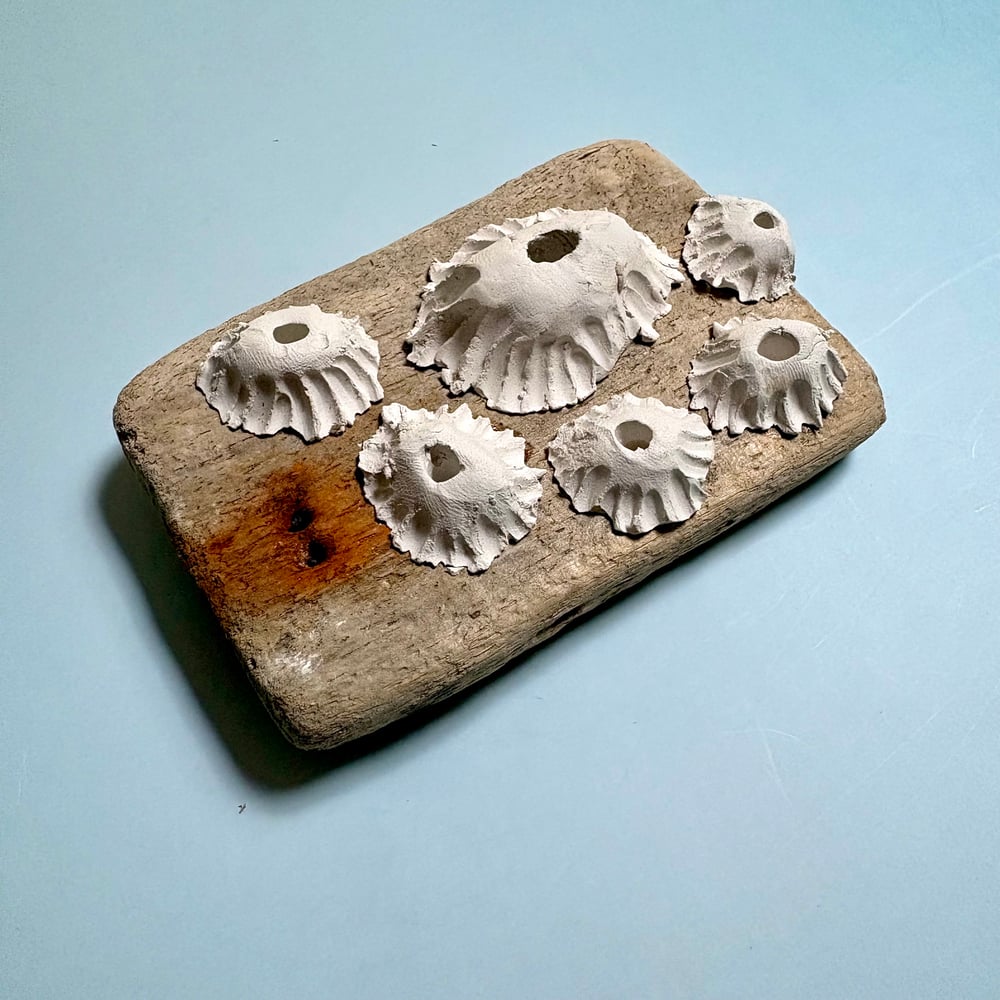 Image of Memento barnacle wall art