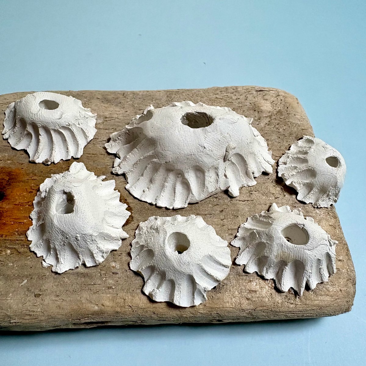 Memento barnacle wall art | Adam Ceramic