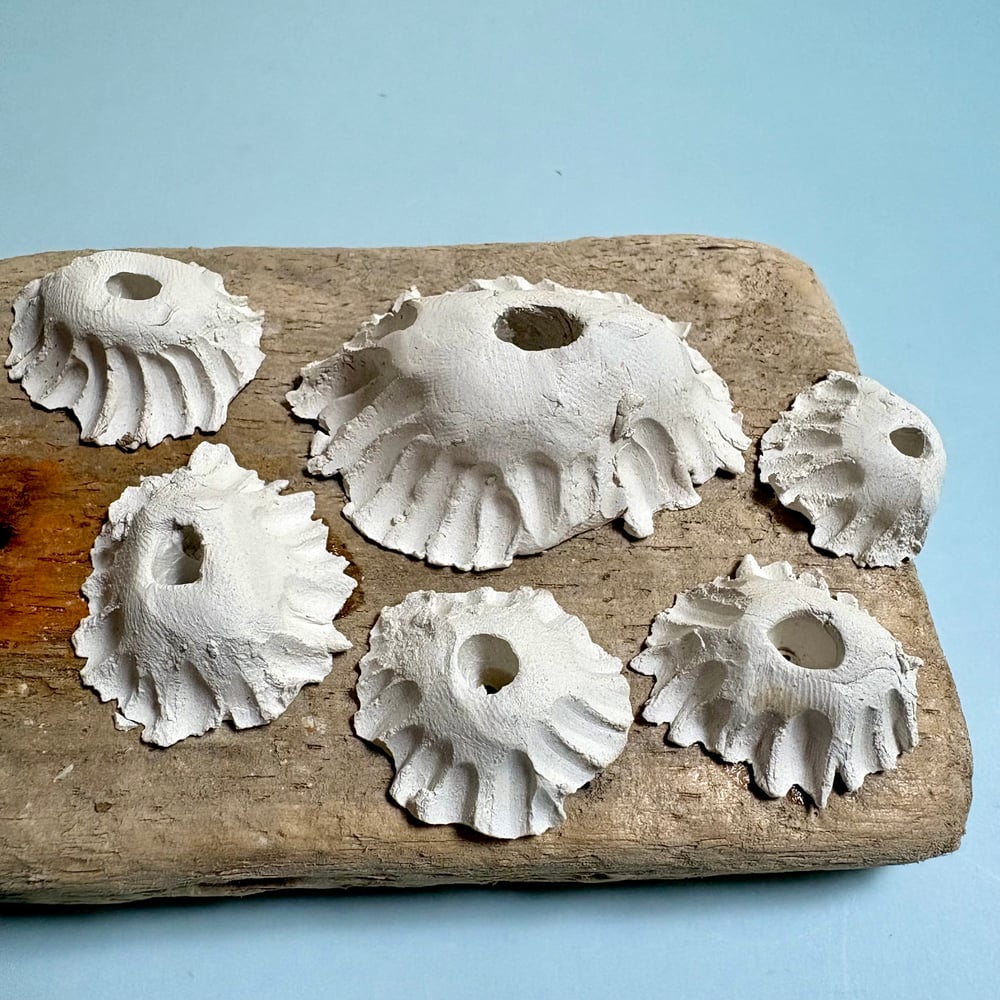 Image of Memento barnacle wall art