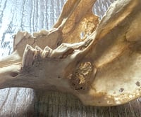 Image 3 of Pathologic Rabbit Skull