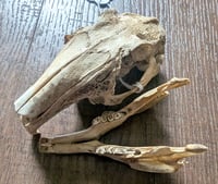 Image 1 of Pathologic Rabbit Skull