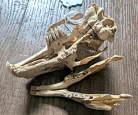 Image 2 of Pathologic Rabbit Skull