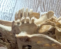 Image 4 of Pathologic Rabbit Skull
