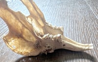 Image 5 of Pathologic Rabbit Skull