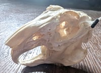 Image 1 of Large Rabbit Skull