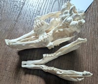 Image 2 of Large Rabbit Skull