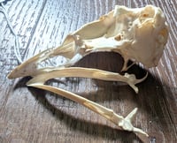 Image 2 of Chicken Skull