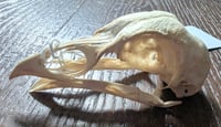 Image 1 of Chicken Skull
