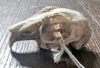 Image 1 of Dwarf Rabbit Skull