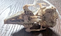Image 2 of Dwarf Rabbit Skull