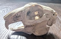 Image 1 of Rabbit Skull