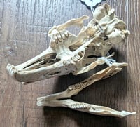 Image 2 of Rabbit Skull