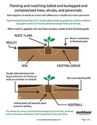 Image 1 of Planting and Mulching Infographic and Text 