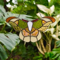 Atlas Moth