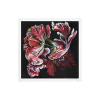 Beta Fish Art Print