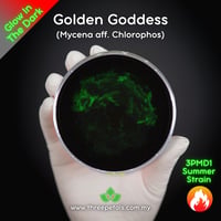Image 1 of Golden Goddess (Mycena aff. Chlorophos) Live Mycelium Mushroom Culture Spawn