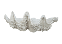 Image 1 of Barnacle Clam Shell Sculpture