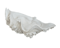 Image 2 of Barnacle Clam Shell Sculpture