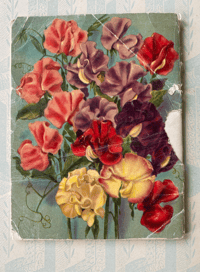 Image 4 of Mr Cuthbert's guide to growing Sweet Peas
