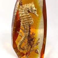 Image 4 of Vintage Hippocampe sous résine ambre inclusion des années 70 - Cabinet de curiosités