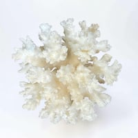 Image 4 of Ancien corail blanc naturel sur socle en bois tourné style fin XIXe - Cabinet de curiosités