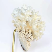 Image 8 of Ancien corail blanc naturel sur socle en bois tourné style fin XIXe - Cabinet de curiosités