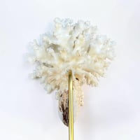 Image 9 of Ancien corail blanc naturel sur socle en bois tourné style fin XIXe - Cabinet de curiosités