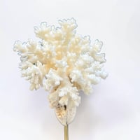 Image 7 of Ancien corail blanc naturel sur socle en bois tourné style fin XIXe - Cabinet de curiosités